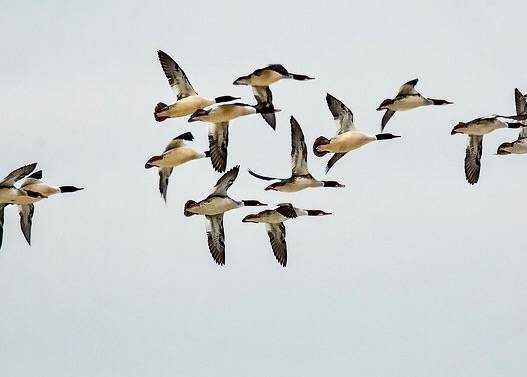 Common Mergansers in Flight I by stanlupo (Thanks for 4,000,000 views) is licensed under CC BY-NC-ND 2.0